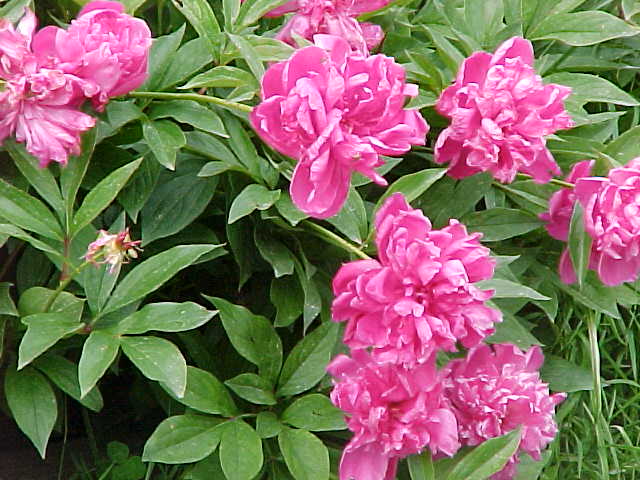 pivoines