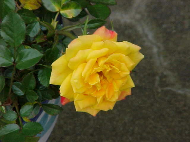 rose